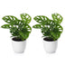 Green boutiQ - Monstera Adansonii - Monstera Adansonii - 2 Pflanzen - mit Potter Wit - Topf 12cm - Höhe - 25cm Bild 2