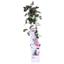 3x Kletterrose 'Crazy in Love' Pink, ↨65cm, Ø15cm Bild 7