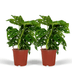 2x Monstera Monkey Leaf - Lochpflanze - 30cm - Ø12cm Topf Bild 1