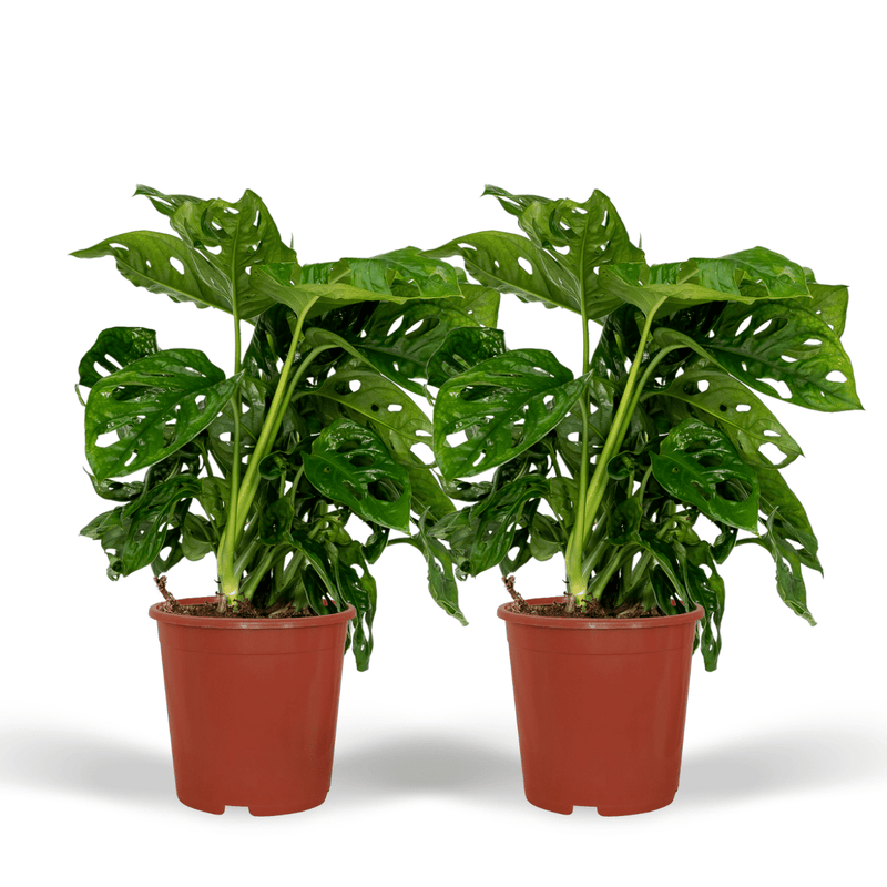 2x Monstera Monkey Leaf - Lochpflanze - 30cm - Ø12cm Topf