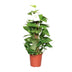 Epipremnum Pinnatum Moss Pole 60cm - Ø15cm - Great Houseplant Bild 1