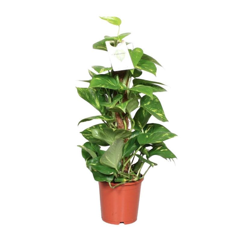 Epipremnum Pinnatum Moss Pole 60cm - Ø15cm - Great Houseplant