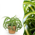 Green Curly Spider Plant 'Bonnie' – Pet-Friendly Houseplant in a Basket Bild 1