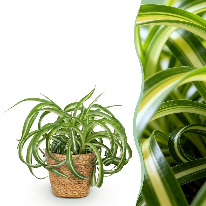 Green Curly Spider Plant 'Bonnie' – Pet-Friendly Houseplant in a Basket