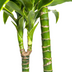 Dracaena Deremensis Dorado Ø24cm - Eleganter Blattkünstler für Ihr Zuhause Bild 6