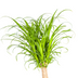Beaucarnea Recurvata Stamm Ø27cm - ↕110 - 130cm Bild 4