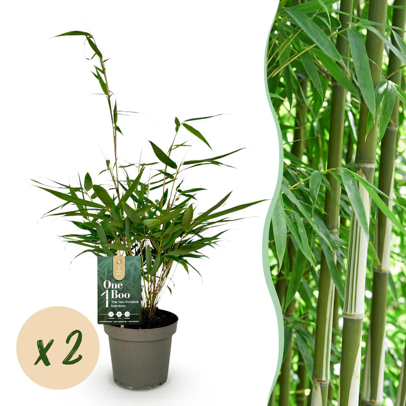 Green boutiQ Fargesia robusta Pingwu Bambus - Nicht wuchernd - 2 Pflanzen