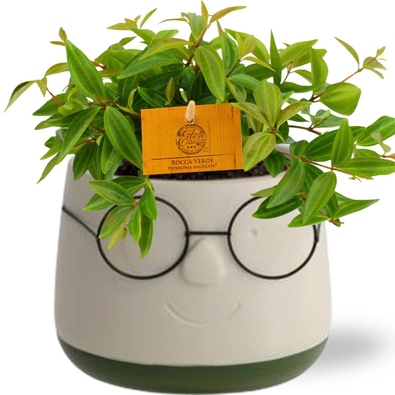 Peperomia Ang. Rocca Vivace - Ø11cm - ↕15cm + Pot Bril D12x9cm - Grün