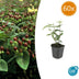 60x Hypericum inodorum 'Rheingold' - ↕10-25cm - Ø9cm Bild 1