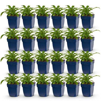 Green boutiQ - Perennial - Campanula pers. Alba - Peach Leaf Bellflower - Attracts Bees and Butterflies - White - 24 Plants - Pot 11cm - Height 15-25cm