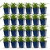 Green boutiQ - Perennial - Campanula pers. Alba - Peach Leaf Bellflower - Attracts Bees and Butterflies - White - 24 Plants - Pot 11cm - Height 15-25cm Bild 1
