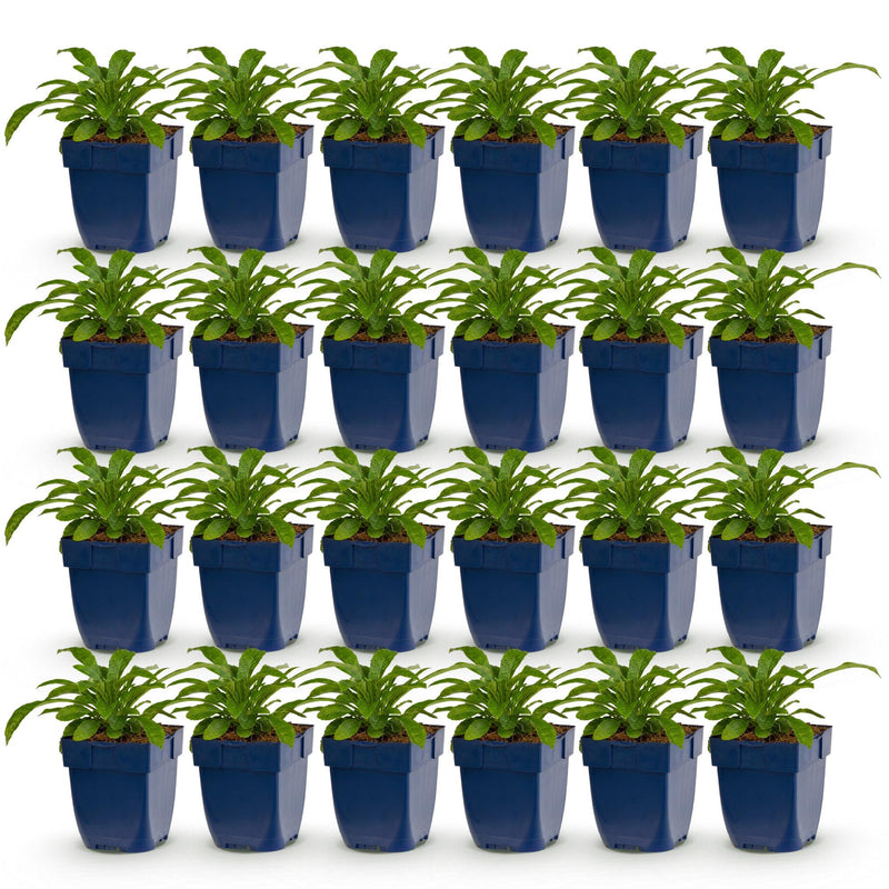 Green boutiQ - Perennial - Campanula pers. Alba - Peach Leaf Bellflower - Attracts Bees and Butterflies - White - 24 Plants - Pot 11cm - Height 15-25cm