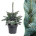 Picea pungens Glauca - Blaufichte - Blau - Weihnachtsbaum - Ø23cm - ↕60cm Bild 1