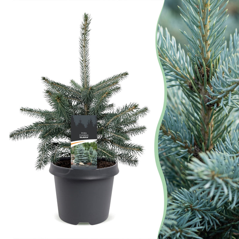 Picea pungens Glauca - Blaufichte - Blau - Weihnachtsbaum - Ø23cm - ↕60cm