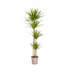 Dracaena Marginata Green XL: 170-190cm, Ø27cm Topf Bild 1