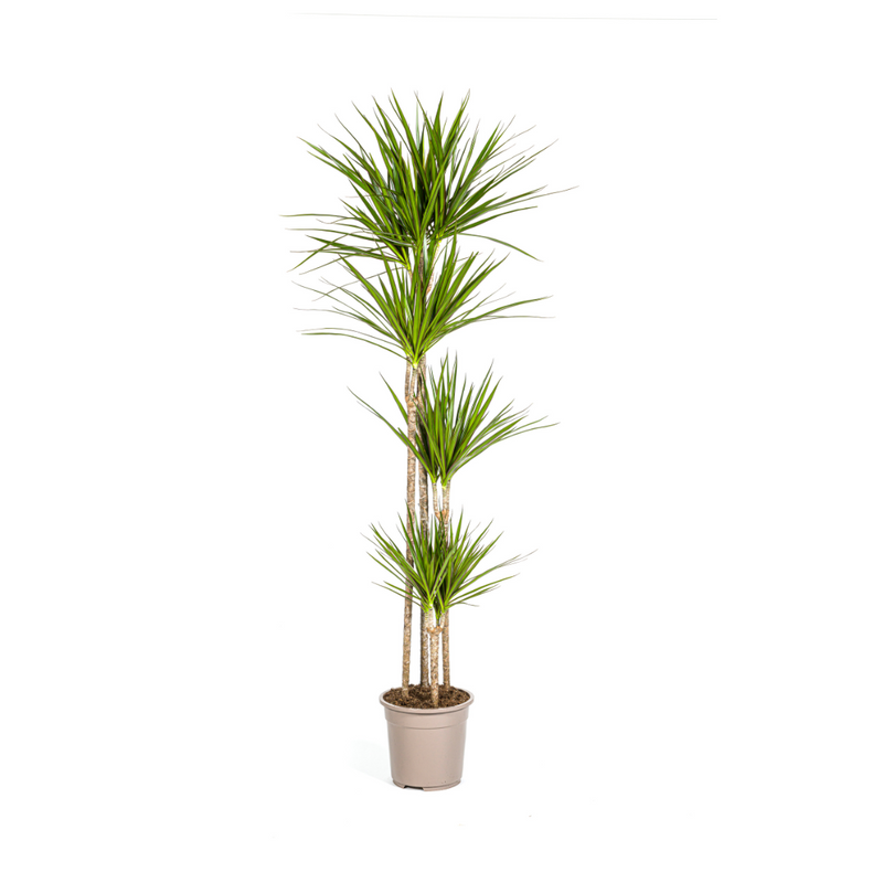 Dracaena Marginata Green XL: 170-190cm, Ø27cm Topf