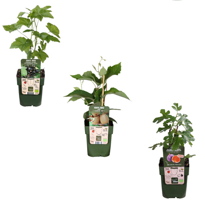 "Sweet Harvest Trio" Organic Fruit Plant Mix - Set with 3 Different Varieties