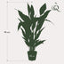 Künstliche Spathiphyllum (Einblatt) 90cm – Pflegeleichte Zimmerpflanze Bild 3