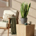 Sansevieria Laurentii Topf 21cm, 70-80cm – Pflegeleichte Zimmerpflanze Bild 5