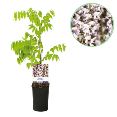 GreenboutiQ Blauregen 'Rosea' – Rosa Blütentrauben, Kletterpflanze, Topf 11cm