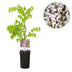 GreenboutiQ Blauregen 'Rosea' – Rosa Blütentrauben, Kletterpflanze, Topf 11cm Bild 1