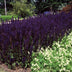 48x Salvia nemorosa 'Mainacht' blue flower spikes, 10-25cm, Ø9cm pot Bild 6