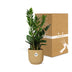 Zamioculcas (ZZ plant) - Height 45-50cm in yellow ELHO pot Bild 5