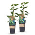 Kiwifruit 'Issai' - Self-pollinating, 2 plants, 15cm pot Bild 2