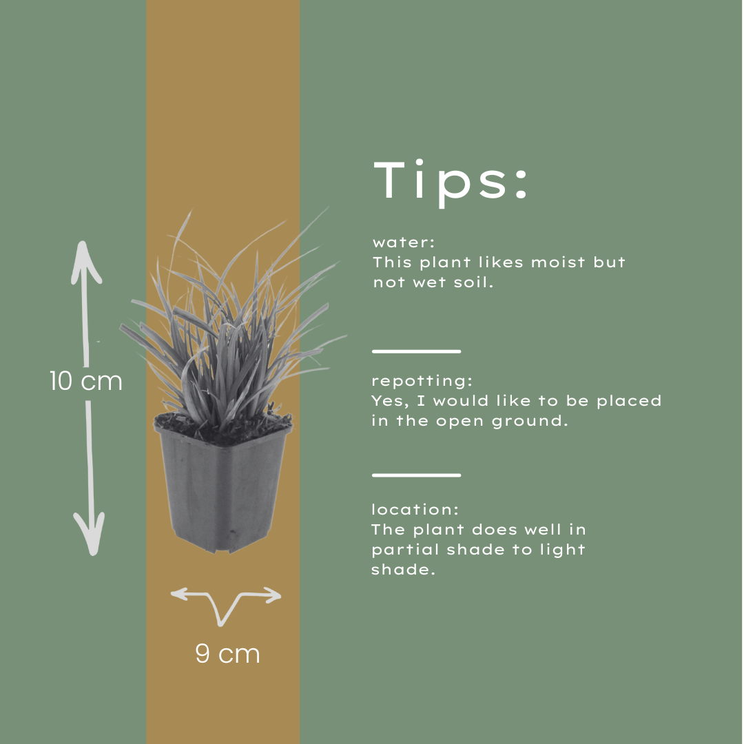 12x Japan-Segge 'Carex morrowii' ↕10-25cm