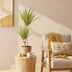 Dracaena Sunray Zimmerpflanze im Korb - 70-75cm, Topf 17cm Bild 5