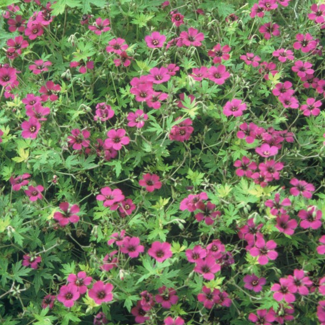 48x Geranium macr. 'Bevan's Variety' - ↕10-25cm - Ø9cm