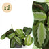 Maranta Fascinator Silverband Houseplant: Set of 2 with Pot Bild 1
