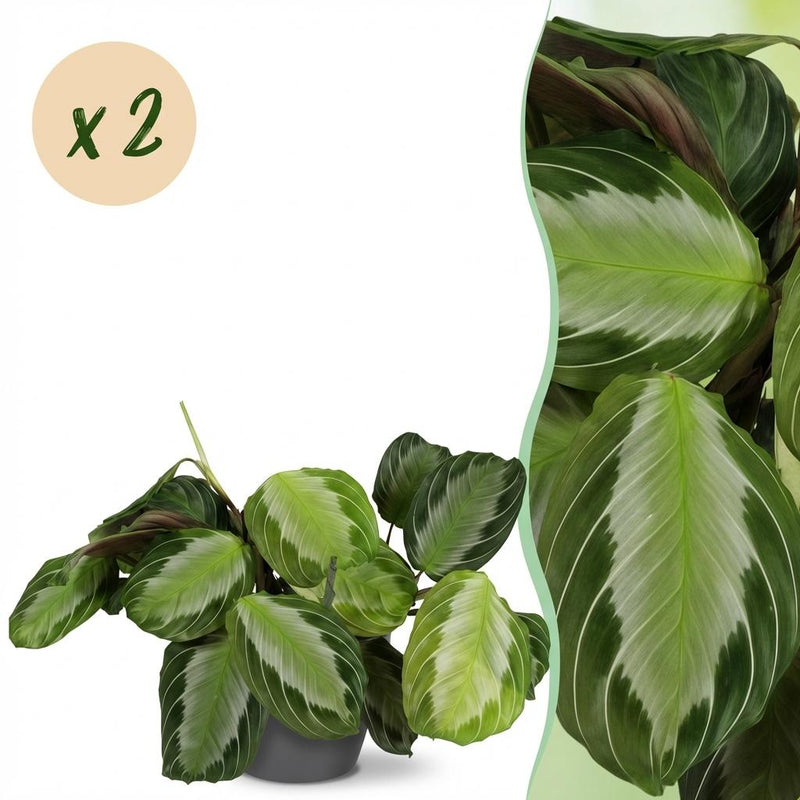 Maranta Fascinator Silverband Houseplant: Set of 2 with Pot