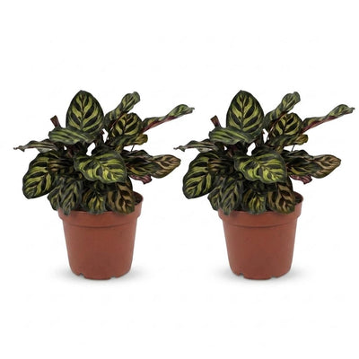 Green boutiQ - Calathea Makoyana - Pfauenpflanze - 2 Pflanzen - Topf 12cm - Höhe 25cm