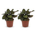Green boutiQ - Calathea Makoyana - Pfauenpflanze - 2 Pflanzen - Topf 12cm - Höhe 25cm Bild 2