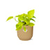 Epipremnum Pinnatum Golden Pothos in Topf ELHO 14cm gelb Bild 2