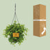 Peperomia Rotundifolia: Charming Houseplant, Ø15cm, ↕25cm Bild 4