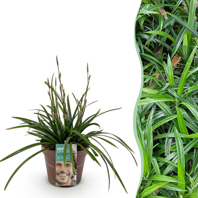 Carex morrowii Irish Green: Immergrünes Ziergras, winterhart, Topf 17cm