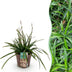 Carex morrowii Irish Green: Immergrünes Ziergras, winterhart, Topf 17cm Bild 1