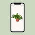 Pilea Peperomioides: Pancake Plant, Easy Care & Air Purifying Bild 5