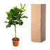 Ficus Lyrata Baum XXL, 200 cm, Geigenfeige, Große Blätter Bild 4