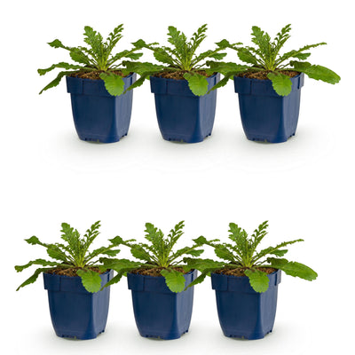 Green boutiQ - Perennial - Scabiosa col. Pink Mist - Pincushion Flower - Bee and Butterfly Attractors - Pink - 6 Plants - Pot 11cm - Height 15-25cm