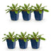 Green boutiQ - Perennial - Scabiosa col. Pink Mist - Dove's Herb - Bee and Butterfly Attractors - Pink - 6 Plants - Pot 11cm - Height 15-25cm Bild 1
