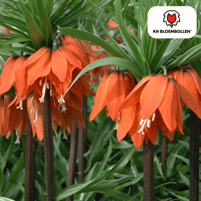 Fritillaria Imperialis Rubra Rot/Orange 5 Stück
