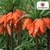 Fritillaria Imperialis Rubra Rot/Orange 5 Stück Bild 2