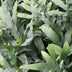 Phlebodium aureum Blue Star: 2 Blaue Farne mit Korb, Topf 12cm Bild 4