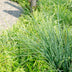 Fargesia rufa Bamboo, 60cm high, Ø19cm pot – Compact & easy to care for Bild 5