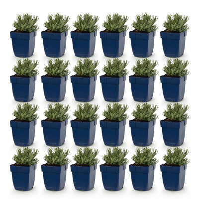 Green boutiQ - Perennials - Lavandula ang. Dwarf Blue - Lavender - Fragrant - Violet - 24 Plants - Pot 11cm - Height 15-25cm