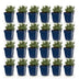 Green boutiQ - Stauden - Lavandula ang. Dwarf Blue - Lavendel - Duftend - Violett - 24 Pflanzen - Topf 11cm - Höhe 15-25cm Bild 2