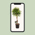 Ficus Benjamina Exotica Tree, 120cm, 27cm pot, easy care Bild 5
